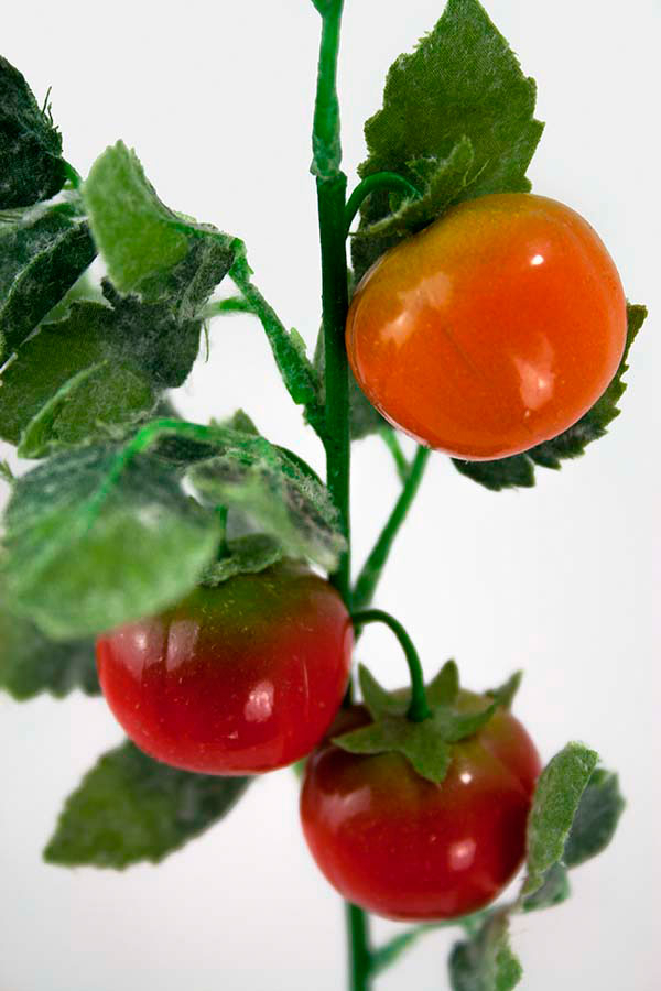 Set de 5 varas de tomate cherry